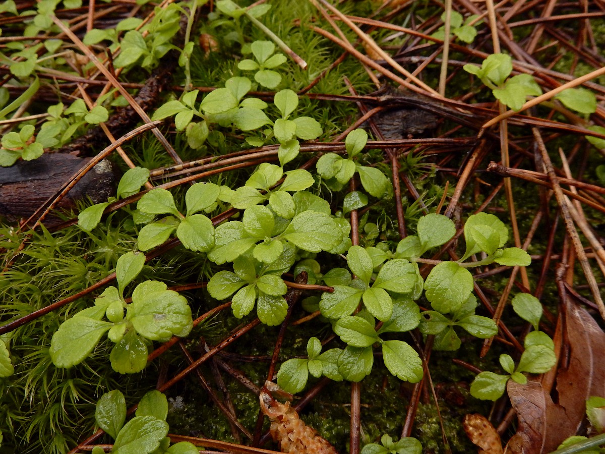 Linnaea borealis, Twin Flower